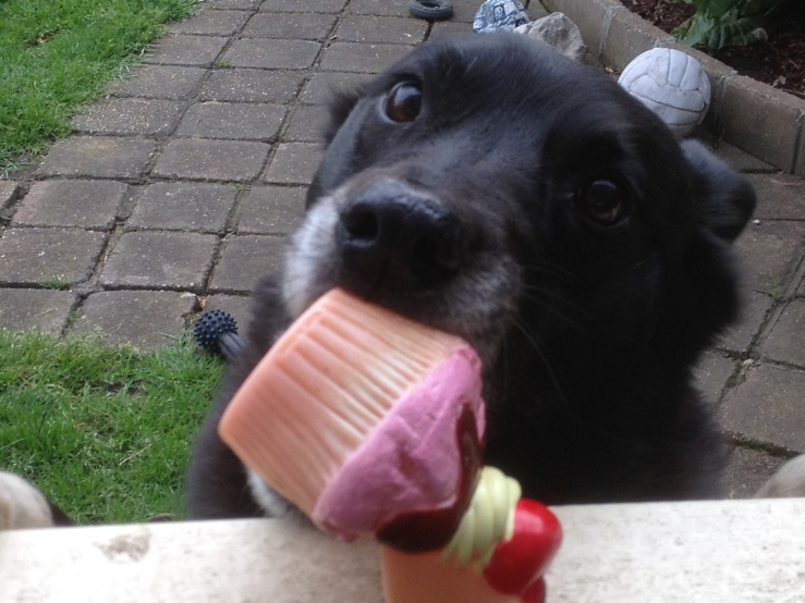 buddy & toy