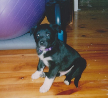 Buddy puppy